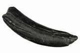 Fossil Pygmy Sperm Whale (Kogiopsis) Tooth - South Carolina #185997-1